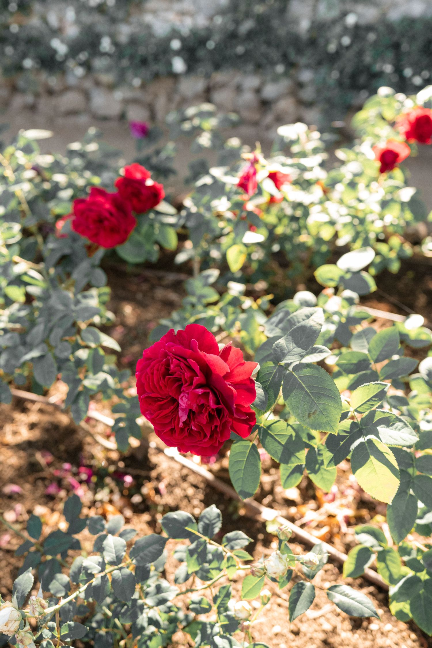 Vibrant red roses blooming in a sunlit garden with green foliage and mulched soil.