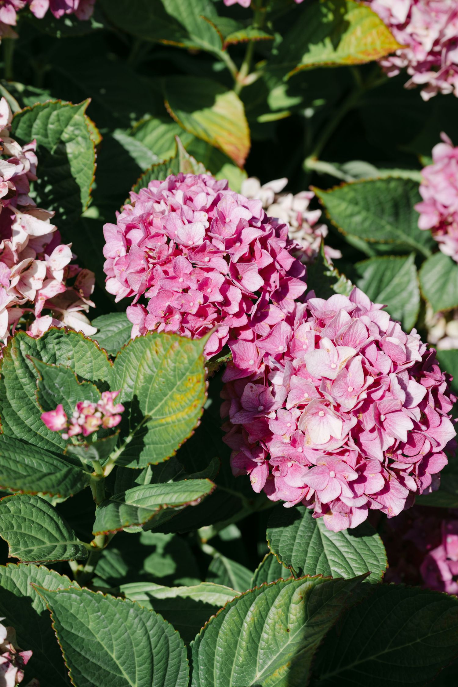 Close-up of vibrant pink hydrangea blooms with lush green leaves in a sunlit garden.
