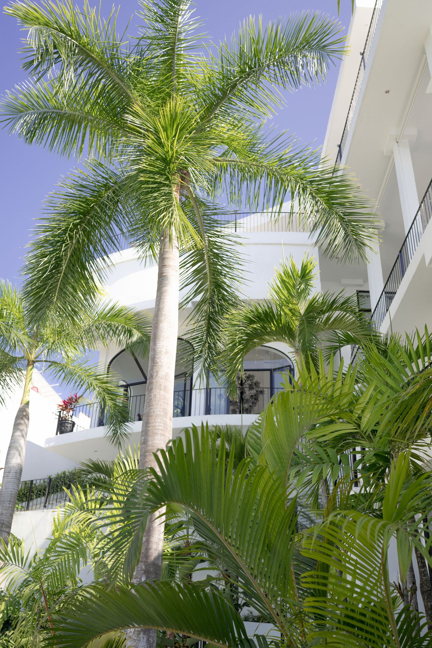 Tall palm trees surround a white tropical resort building with arched balconies under a clear blue sky.