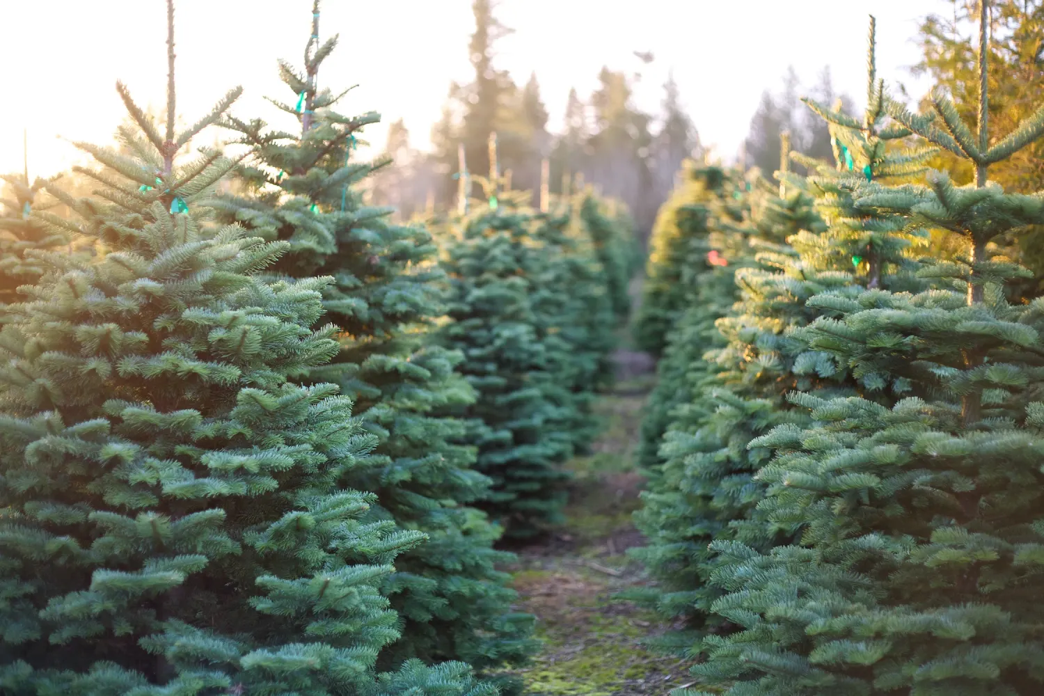 Rows of lush green Christmas trees growing on a farm with warm sunlight filtering through the branches.