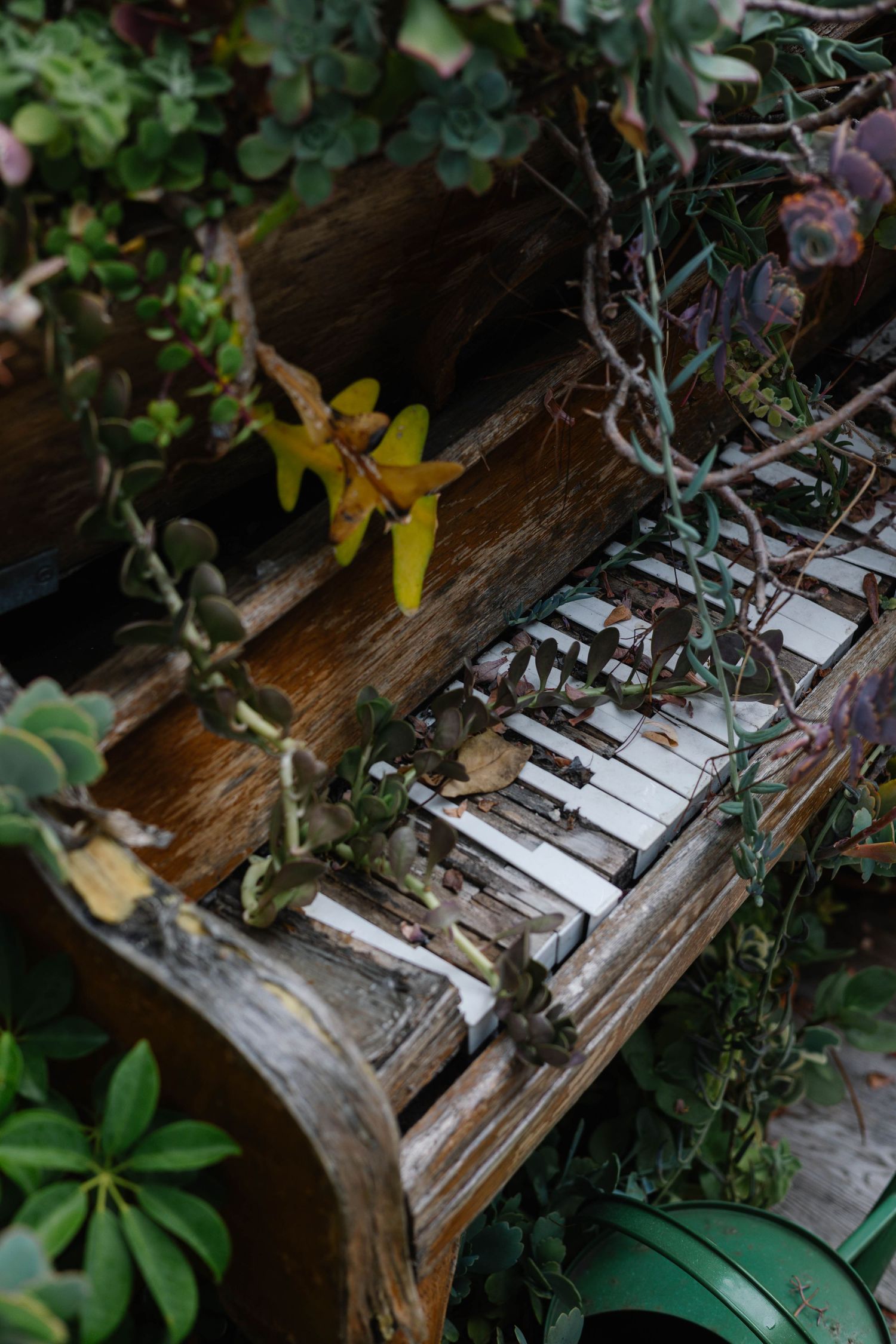 An old weathered piano overgrown with lush green succulents and trailing vines in a garden setting.