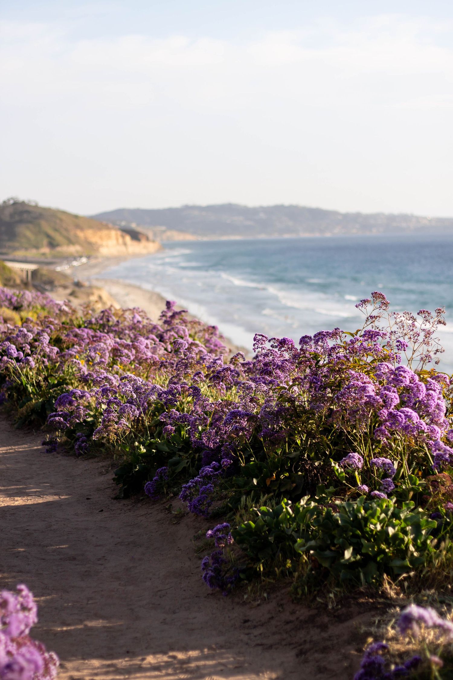 Purple wildflowers bloom along a coastal bluff trail overlooking a sandy beach and blue ocean in California.