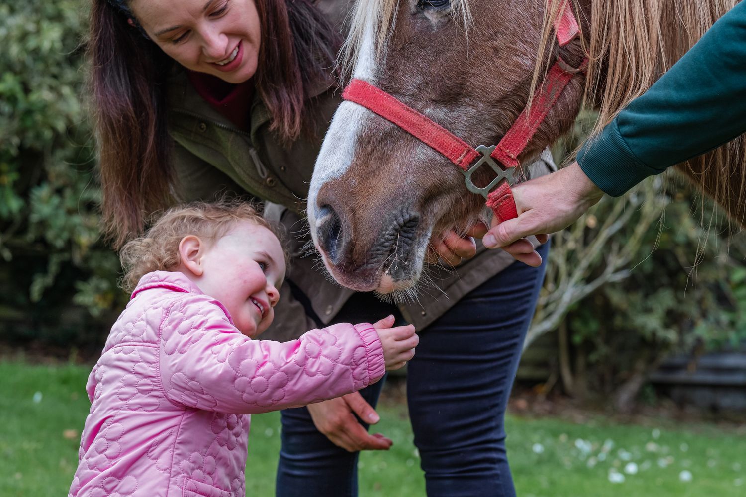Close interaction with a gentle brown horse wearing a red halter in a garden setting.