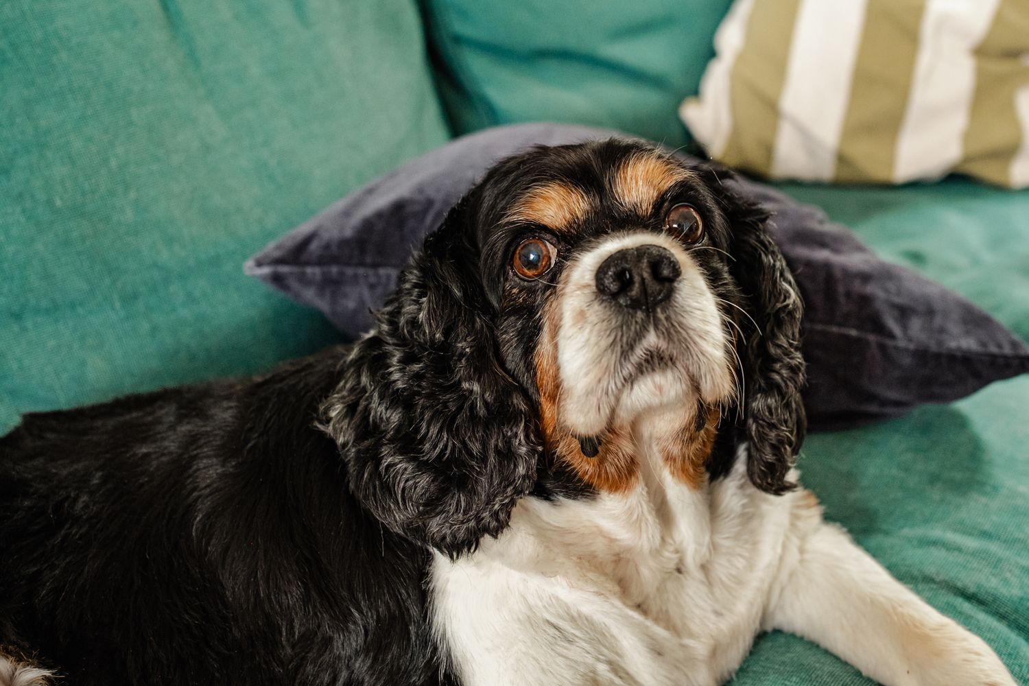 Close up portrait of a black and white Cavalier King Charles Spaniel dog on a green couch.