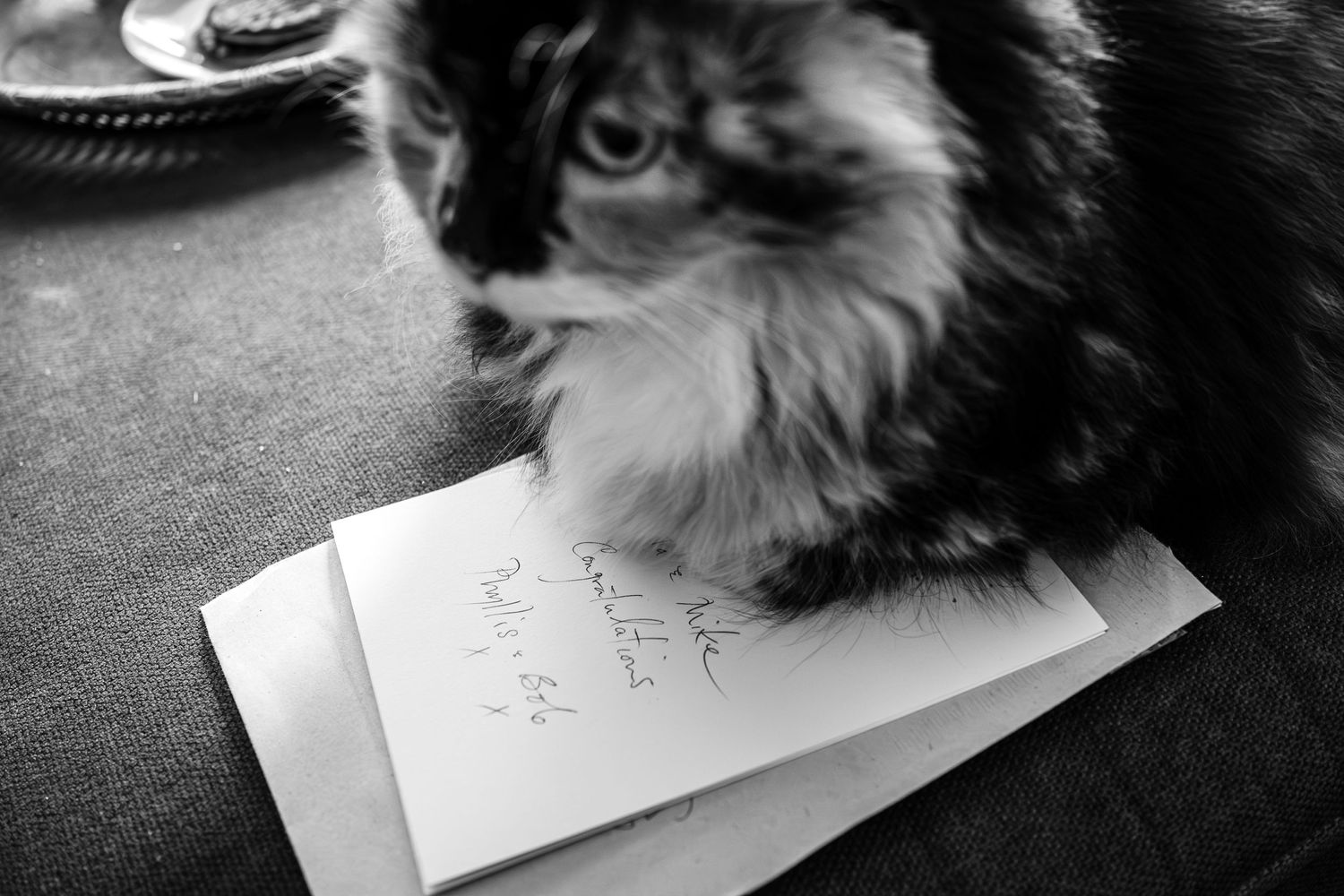 Fluffy cat sitting on paper with handwritten notes.