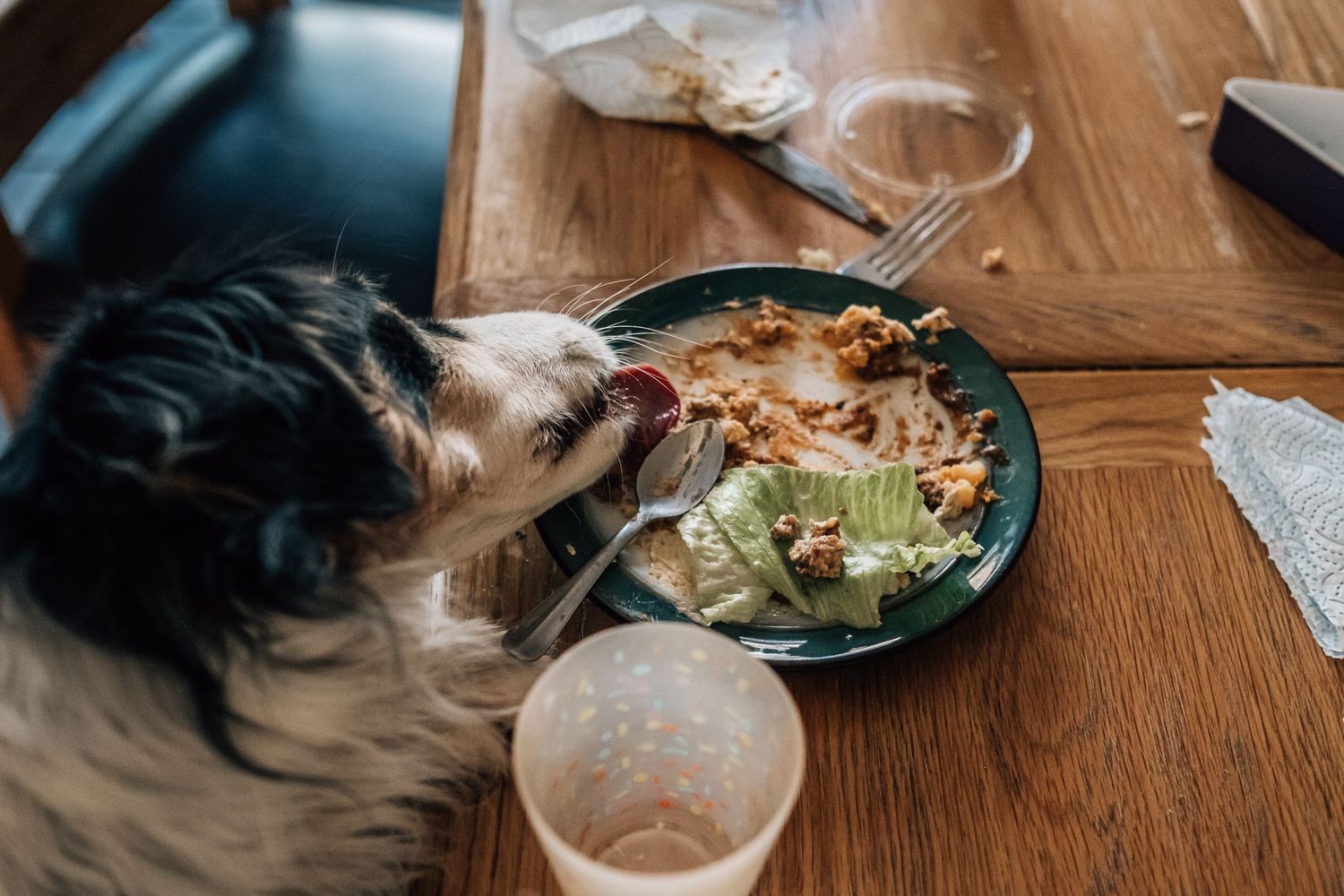 Dog eating from a plate of food on wooden table with glass nearby.