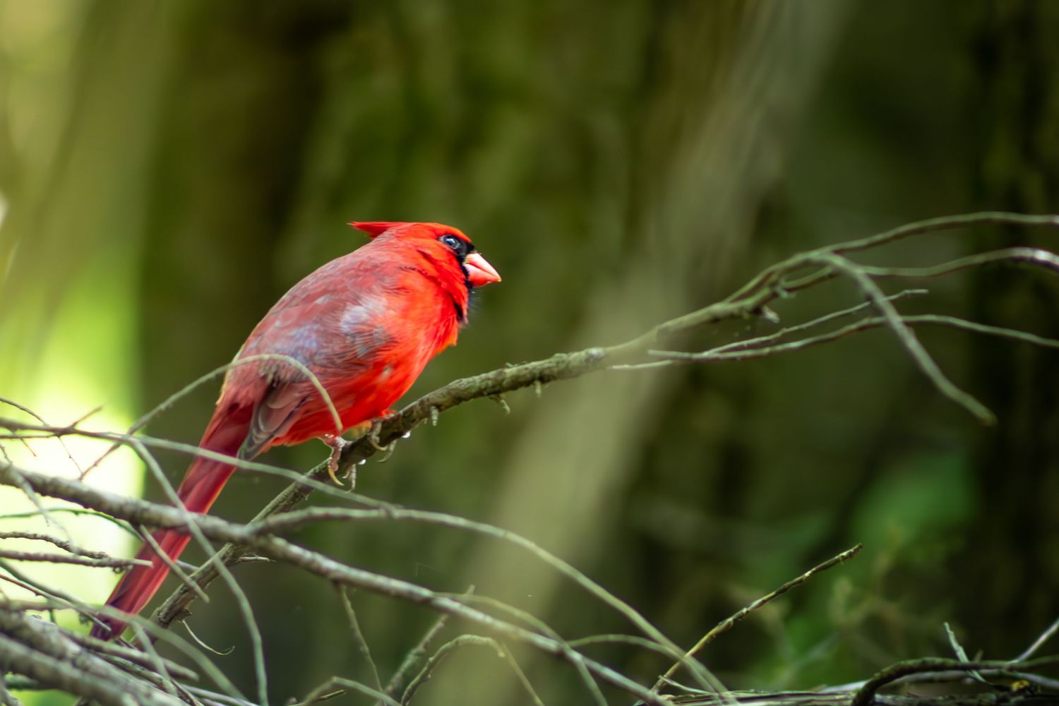 Vibrant male Northern Cardinal perched on a bare branch in a lush green forest setting.