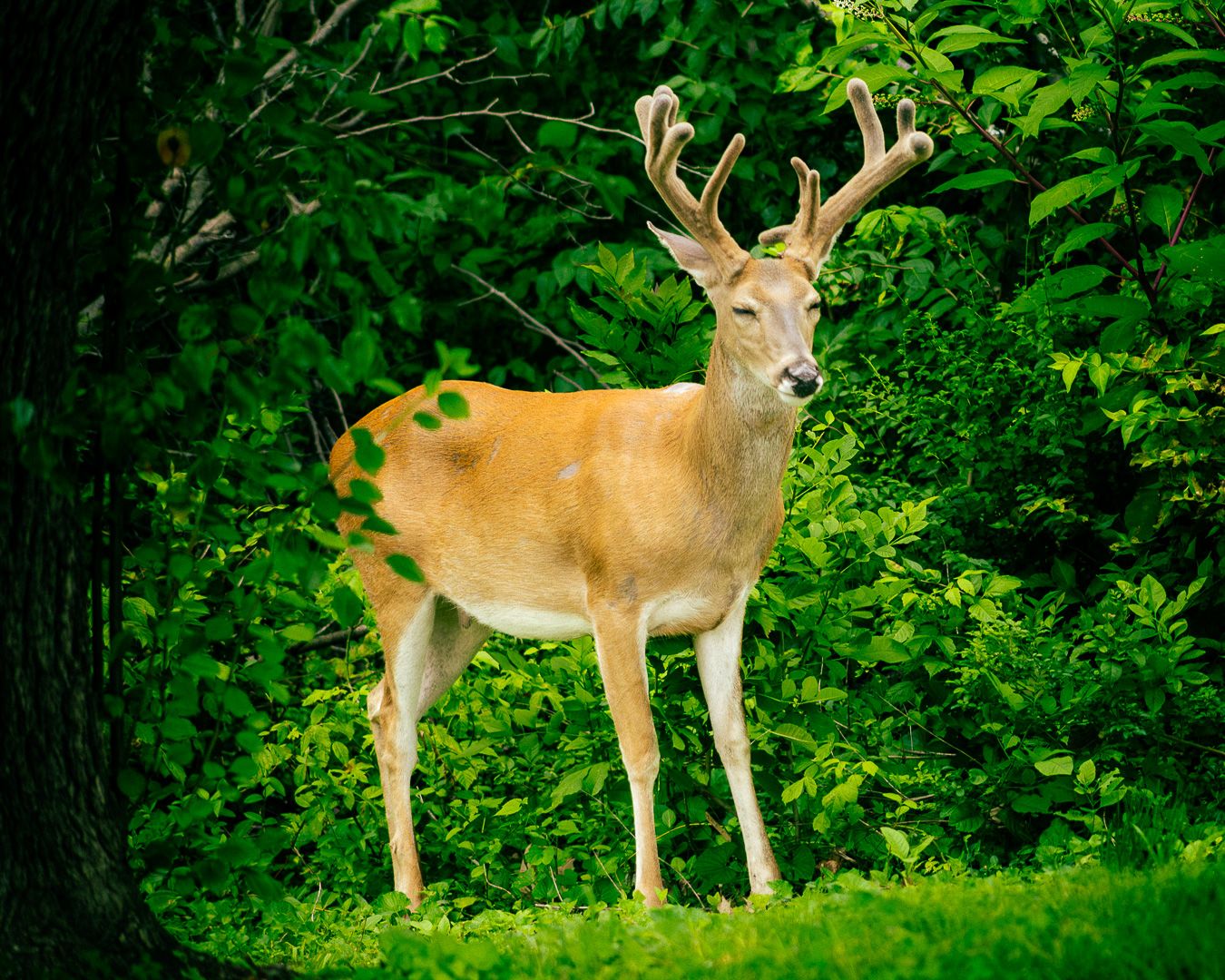 A majestic white-tailed buck with velvet antlers stands alert in a lush green forest clearing.