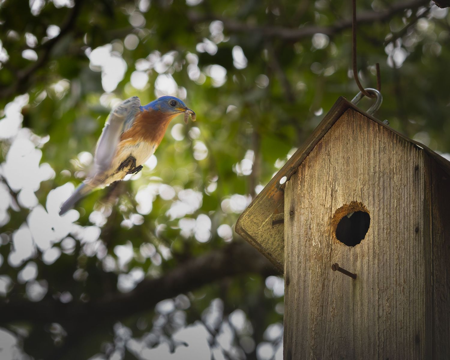 Eastern bluebird flying toward a wooden birdhouse hanging from a tree branch in a lush green garden.