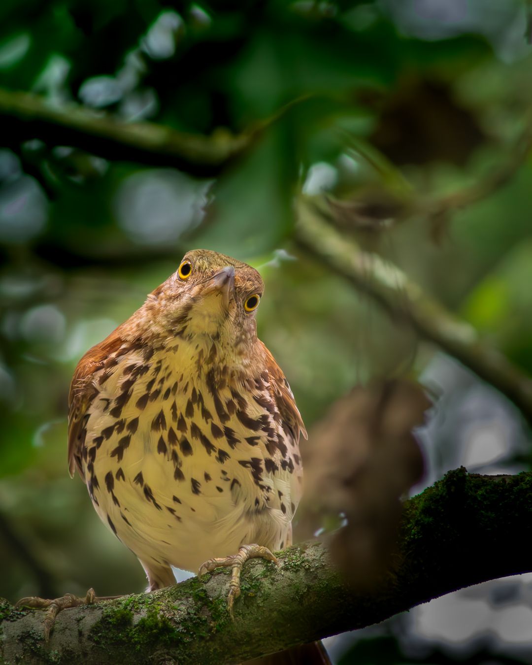 A speckled brown thrasher bird perches on a moss-covered branch surrounded by green foliage.