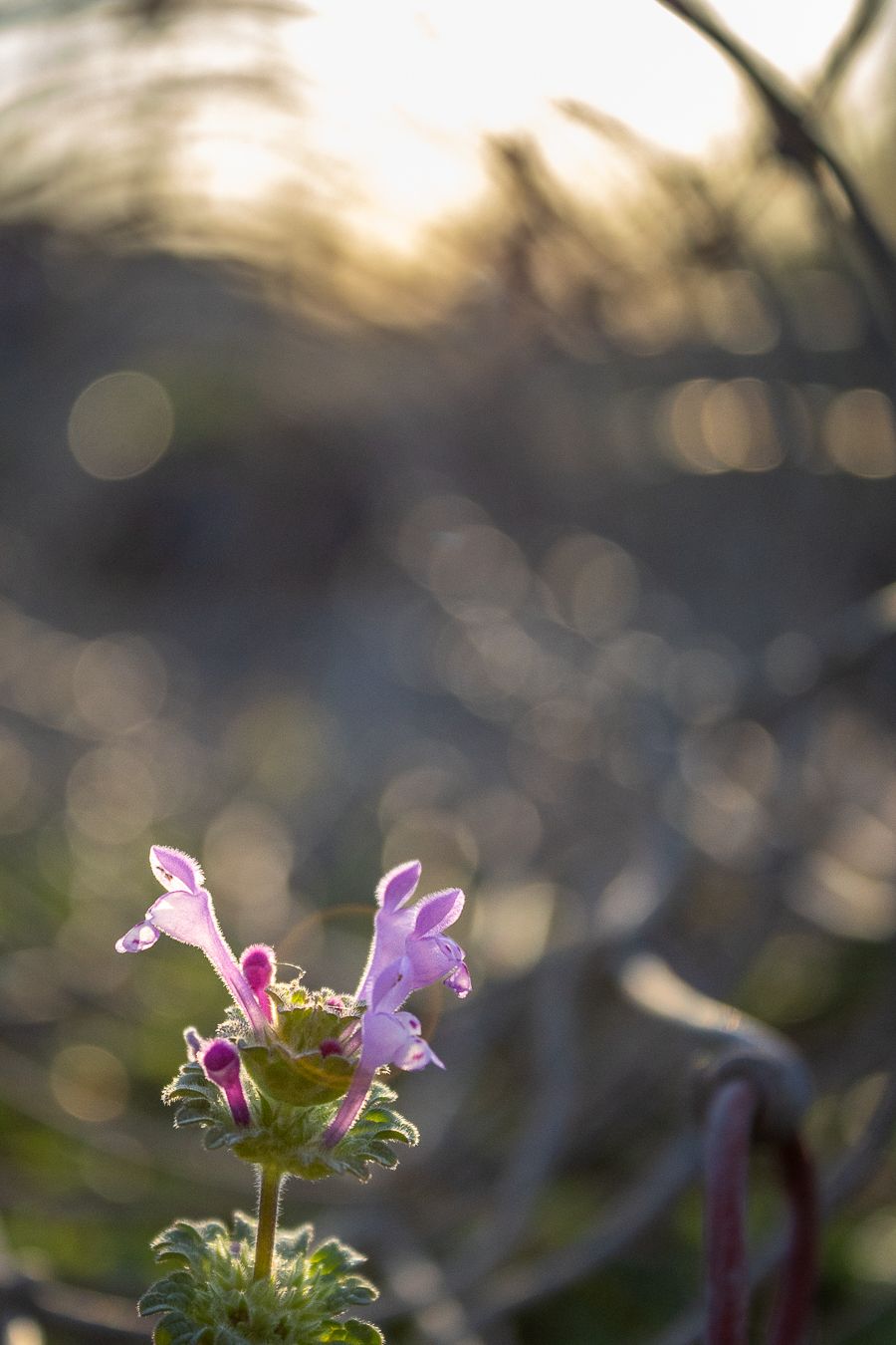 Delicate pink wildflower blooming in soft golden bokeh sunlight in natural outdoor setting.