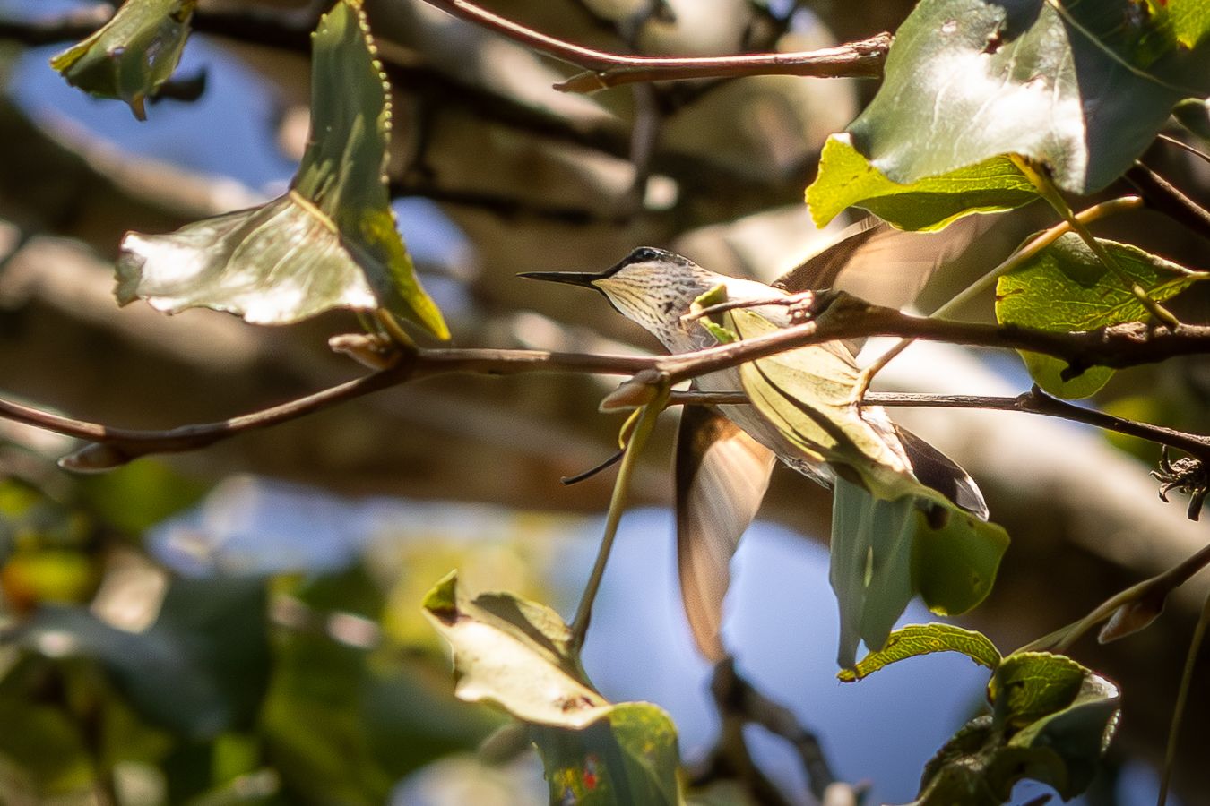 A small warbler bird perched among green leaves and branches in dappled natural sunlight.