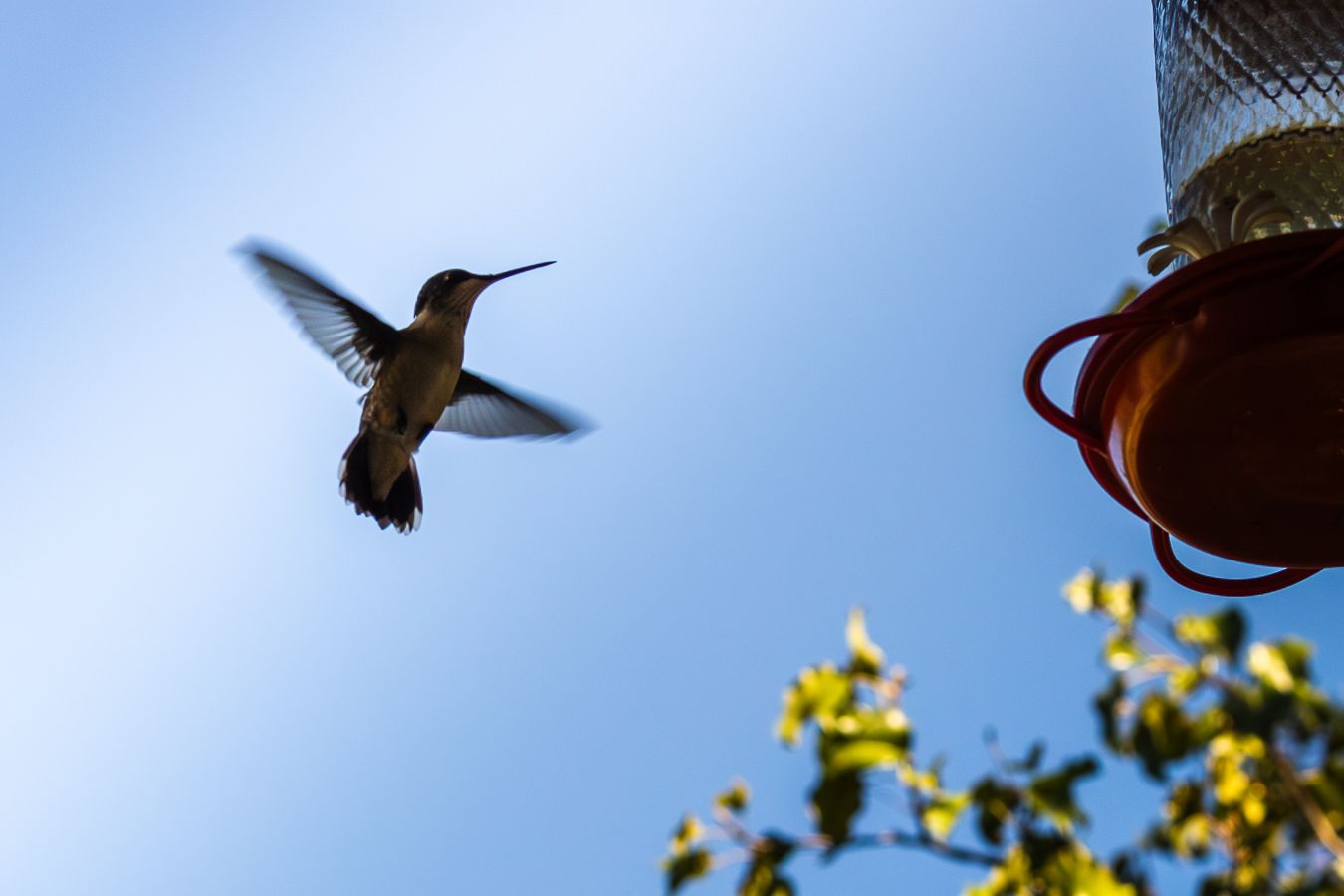 A hummingbird hovering in mid-flight near a red nectar feeder against a clear blue sky.