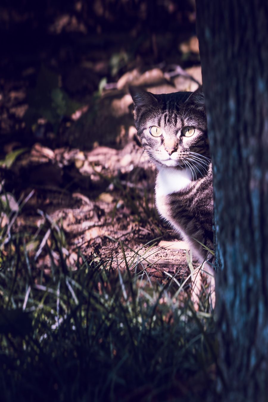 A tabby cat with bright yellow eyes peers cautiously from behind a tree trunk in a woodland setting.
