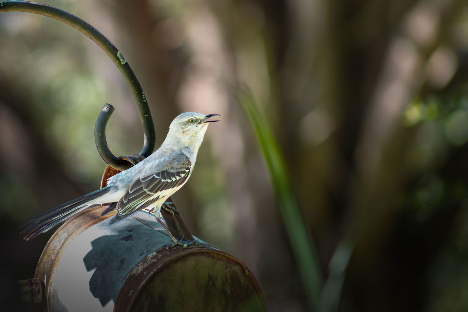 A mockingbird perches on a rustic metal garden ornament with lush green bokeh background.
