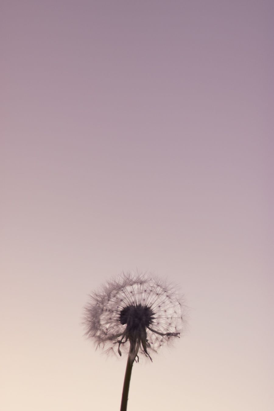 dandelion at sunset