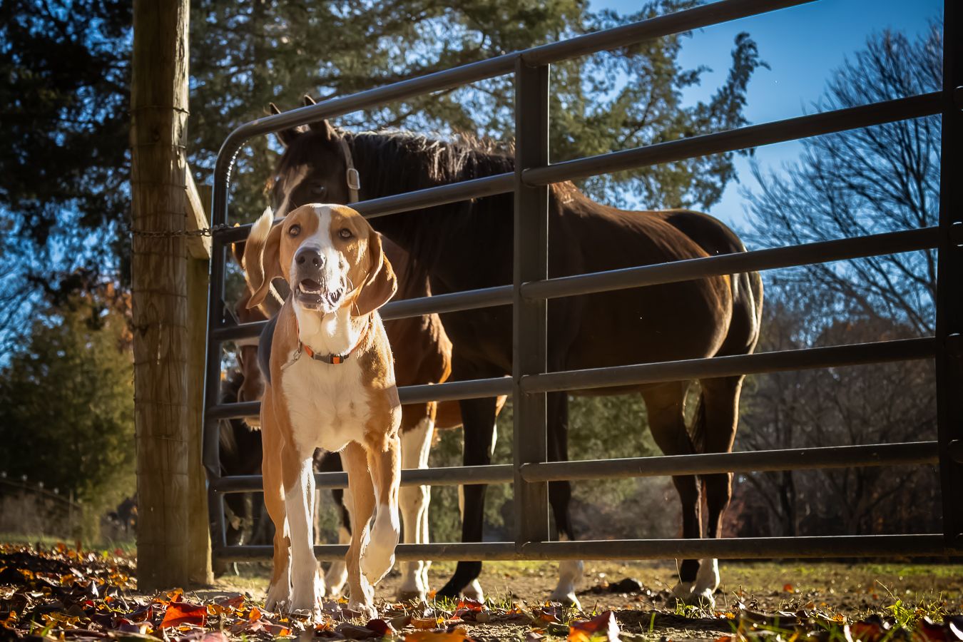 A beagle dog standing by a metal fence with a brown horse in the background.
