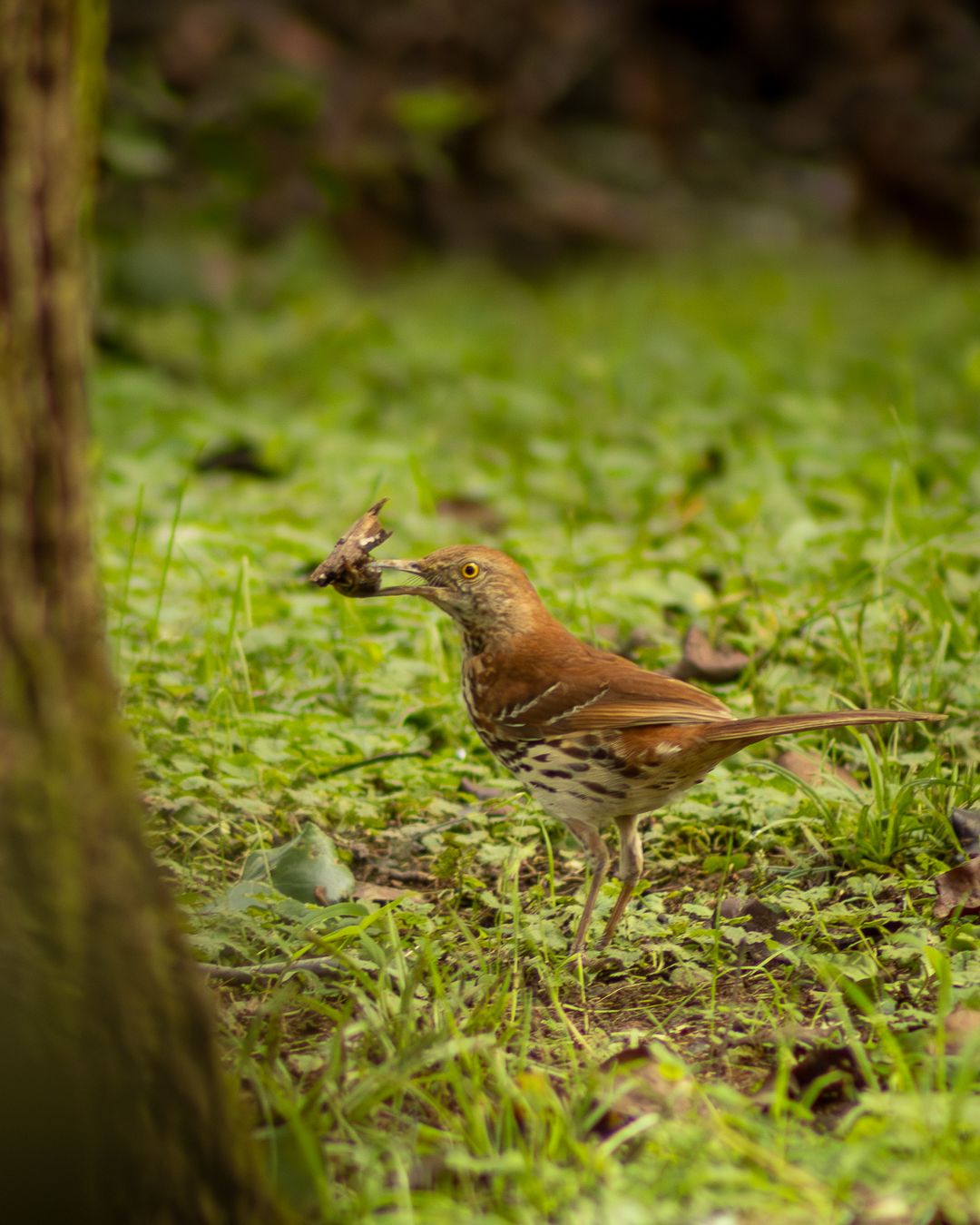 A brown thrasher bird holds an insect in its beak while standing on lush green grass.