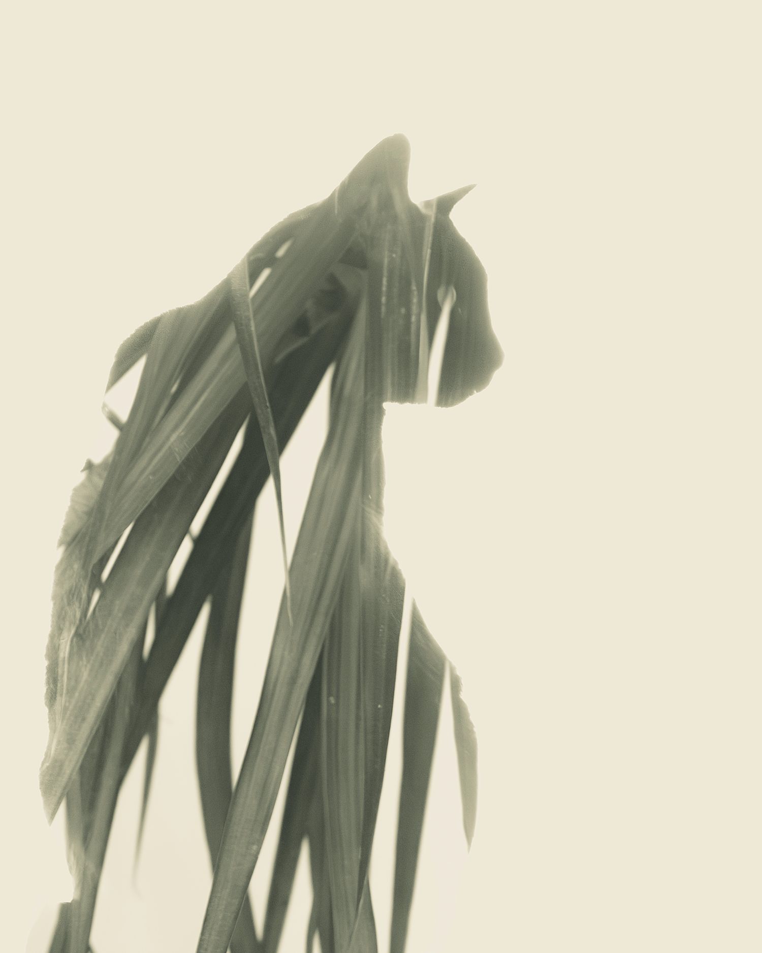 double exposure with cat and plant