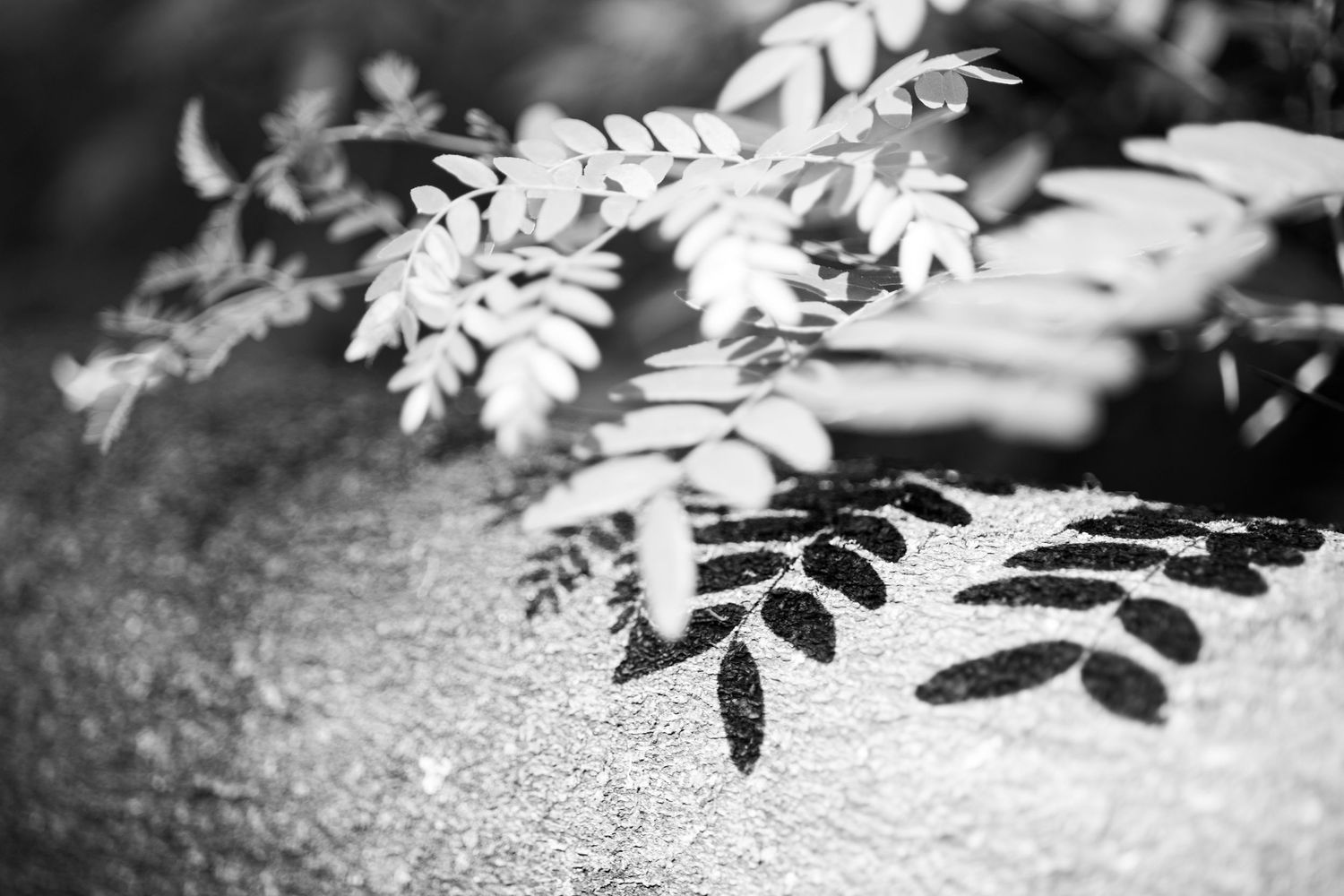 Black and white photo of delicate fern leaves casting intricate shadows on a textured stone surface.