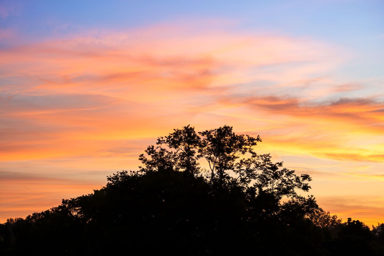 Silhouette of a large tree against a vibrant orange and pink sunset sky with colorful clouds.