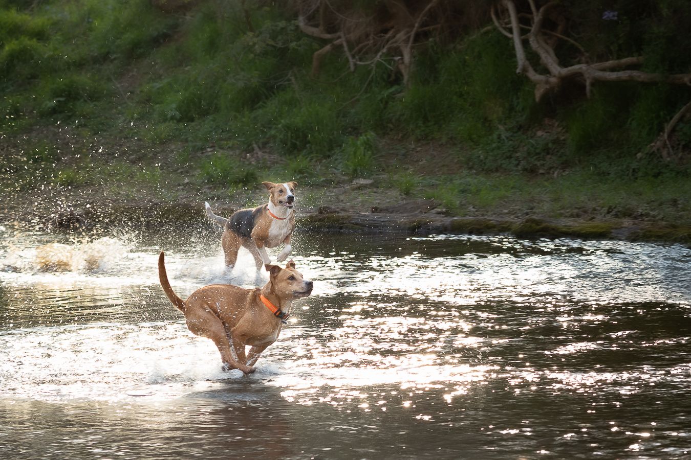 Two dogs splashing and playing in a shallow river surrounded by lush green trees.