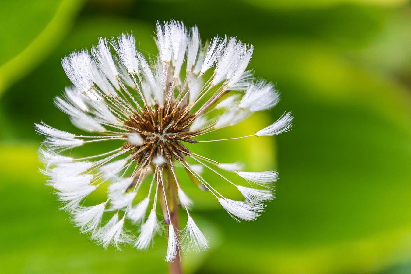 Macro close-up of a white dew covered dandelion seed head against a soft green blurred background.