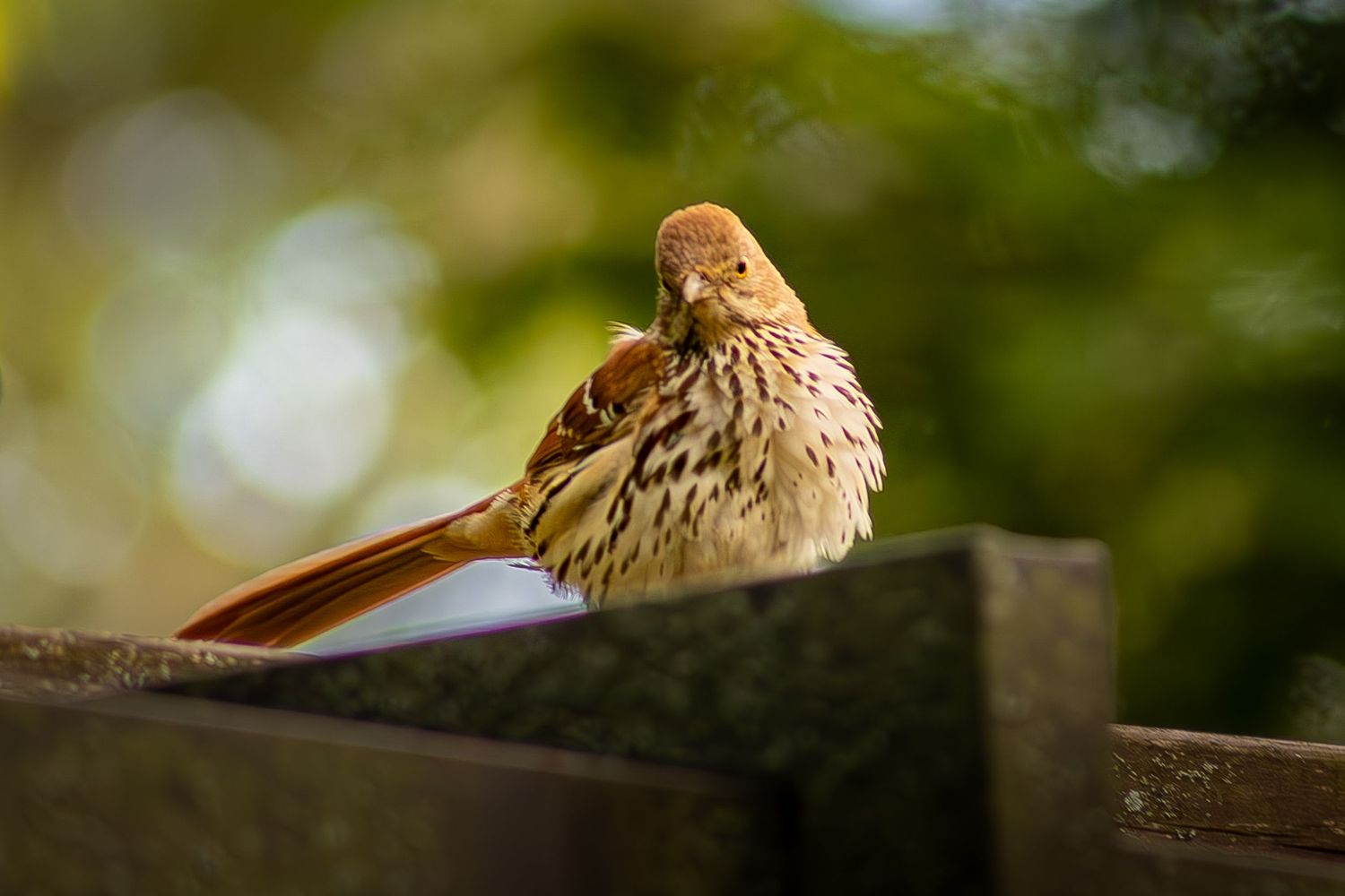 A brown thrasher bird perched on a wooden fence, preening its feathers against a soft green bokeh background.