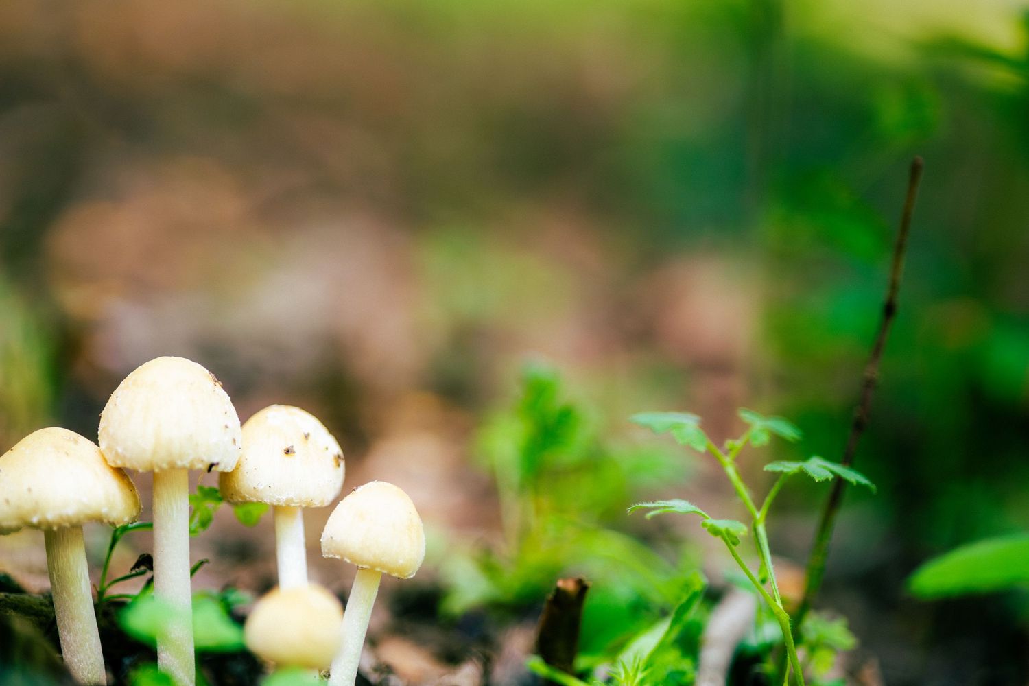 Small white mushrooms growing from forest floor surrounded by green plants and bokeh background.