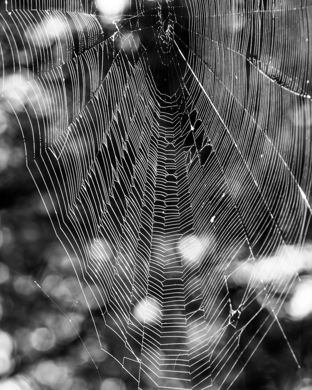 A detailed black and white close-up of an intricate spider web with beautiful bokeh background.