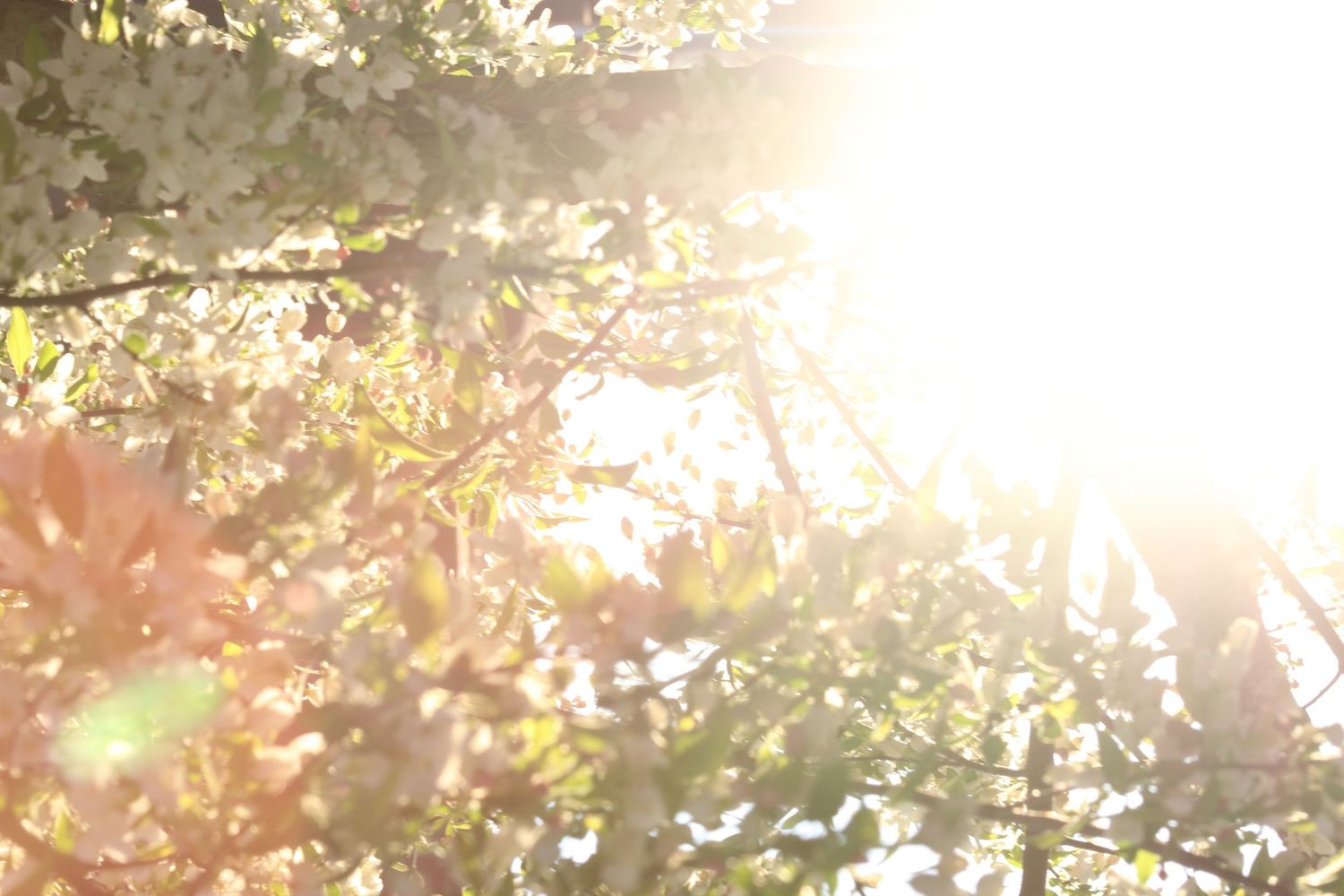Bright sunlight streaming through blooming white and pink flowering trees in spring.