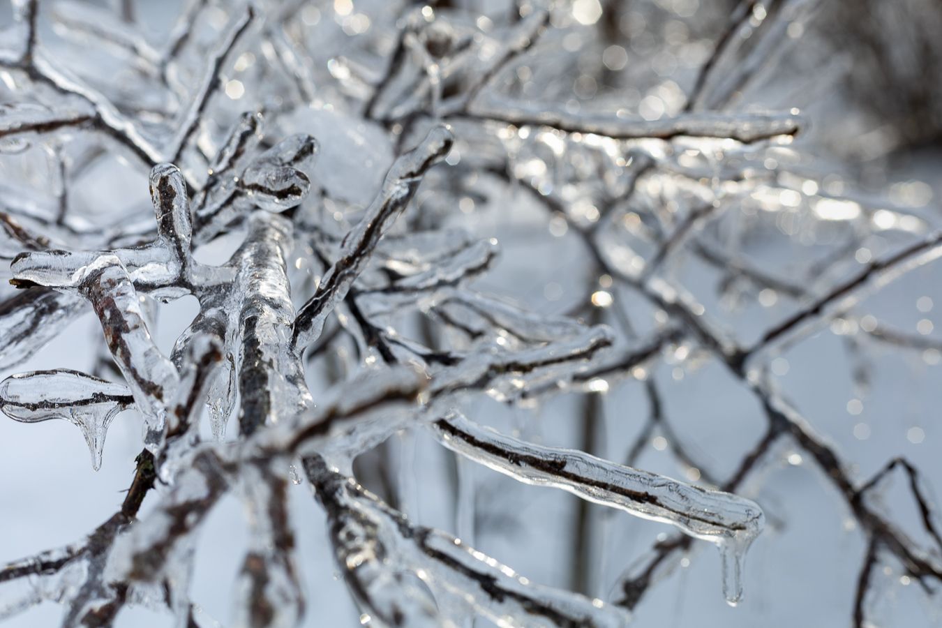 Ice-covered tree branches with hanging icicles glistening in winter light after a freezing rain storm.