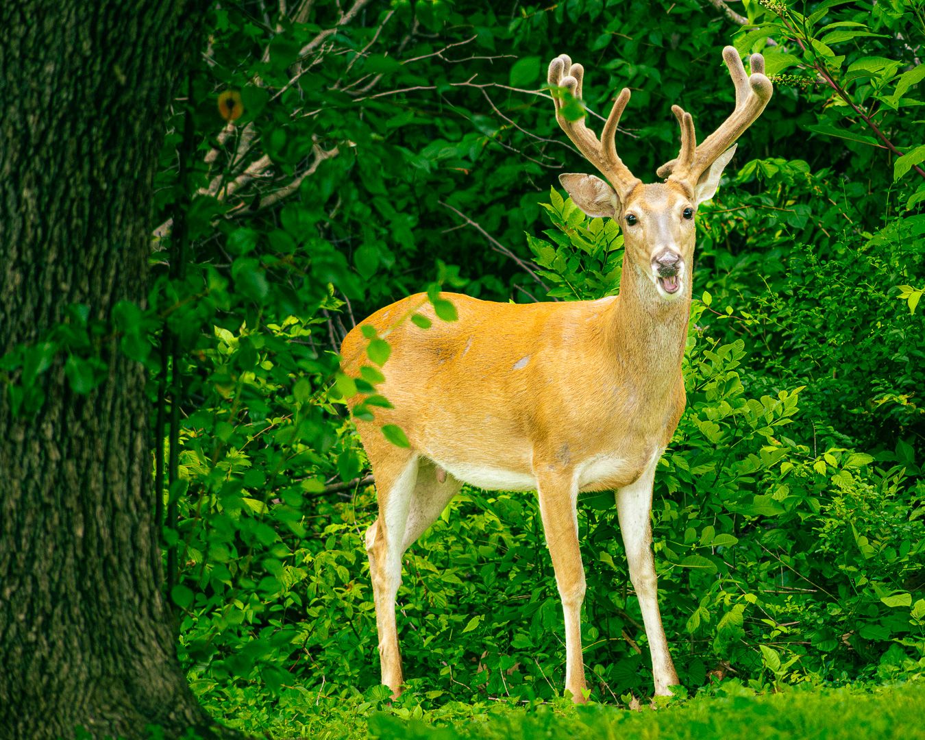A majestic white-tailed buck with large antlers stands alert in a lush green forest clearing near a large oak tree.