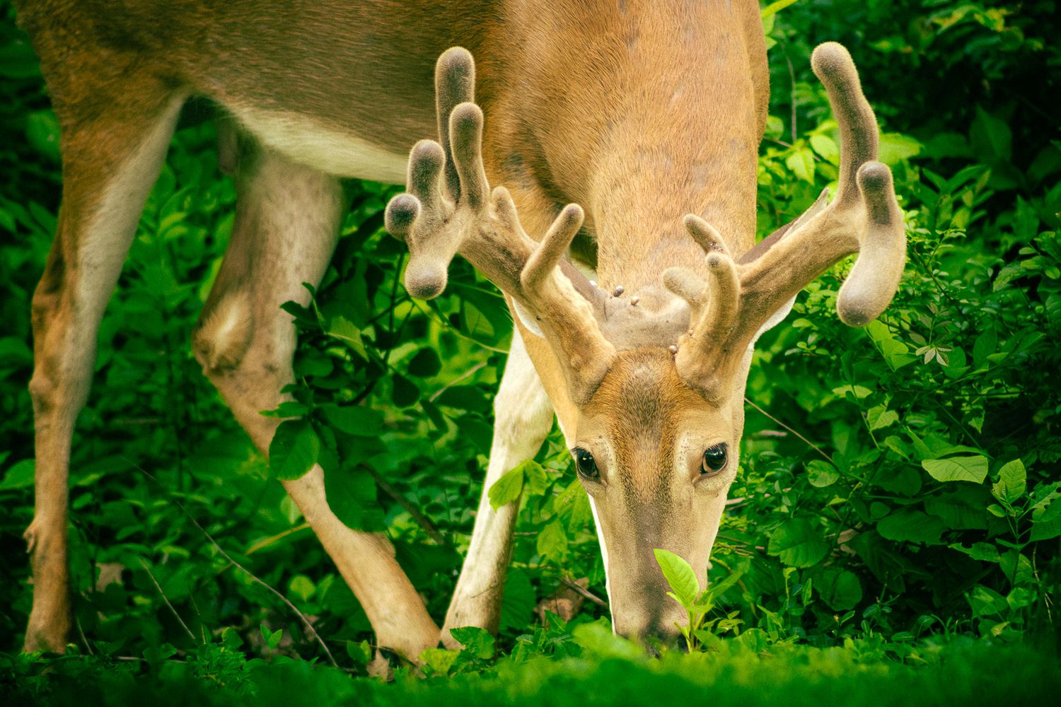 A white-tailed buck with velvet antlers grazes on lush green vegetation in a forest setting.
