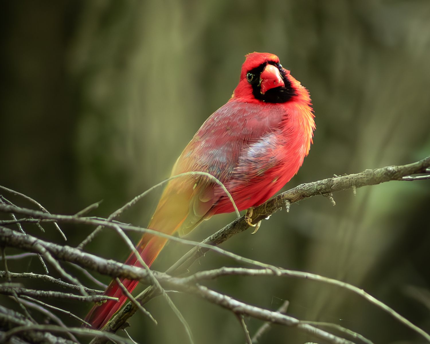 A vibrant male Northern Cardinal with bright red plumage perched on a bare branch against a soft green background.