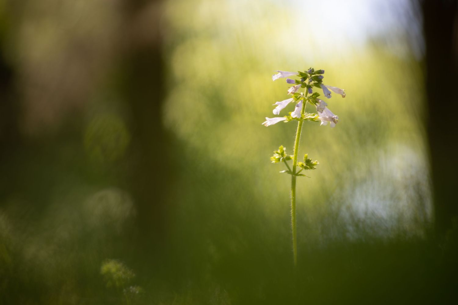 A delicate wildflower with white blooms stands tall against a soft, bokeh green forest background in natural light.