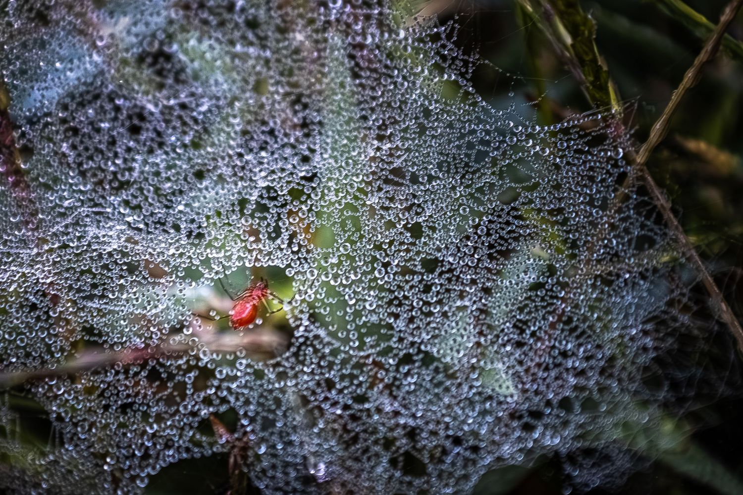 Close-up of a spider web covered in dew drops with red berries and green foliage in the background.