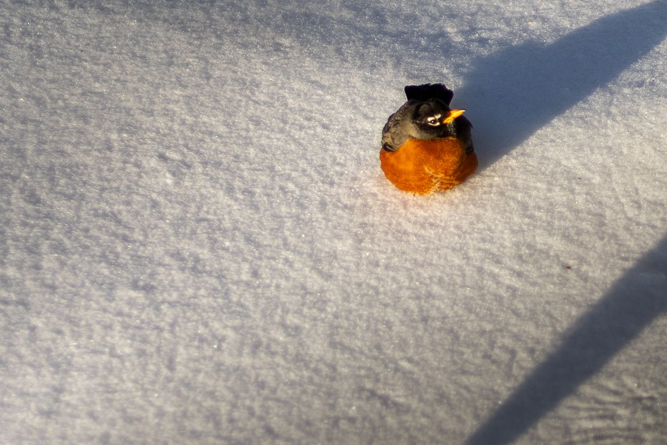 A small robin sitting alone on a snow-covered ground casting a long shadow in golden sunlight.