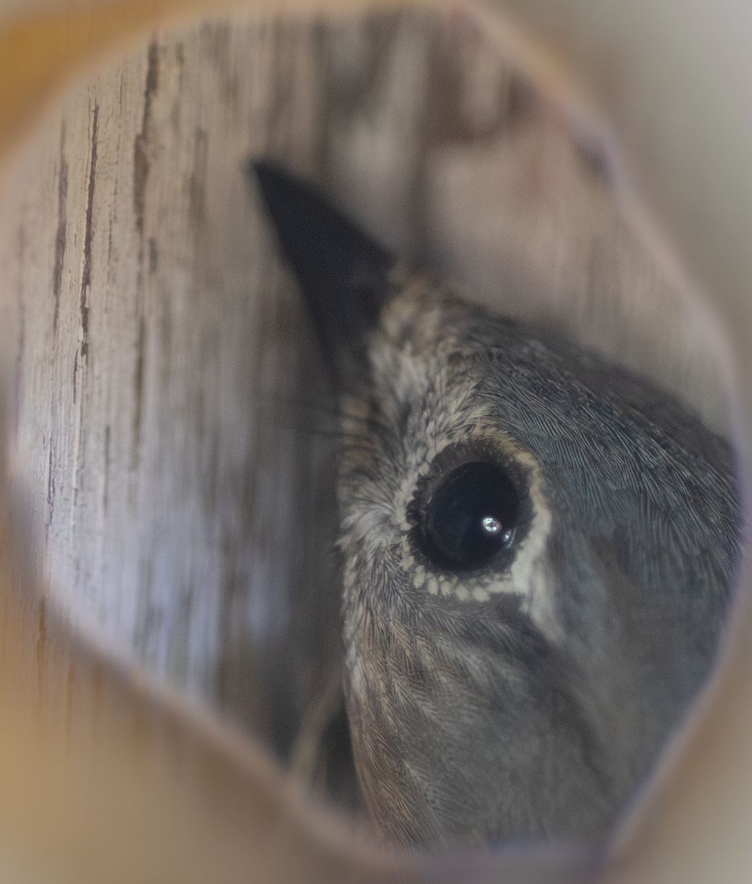 Close-up of a small bird peering out from a wooden birdhouse hole, showing its large dark eye and soft feathers.