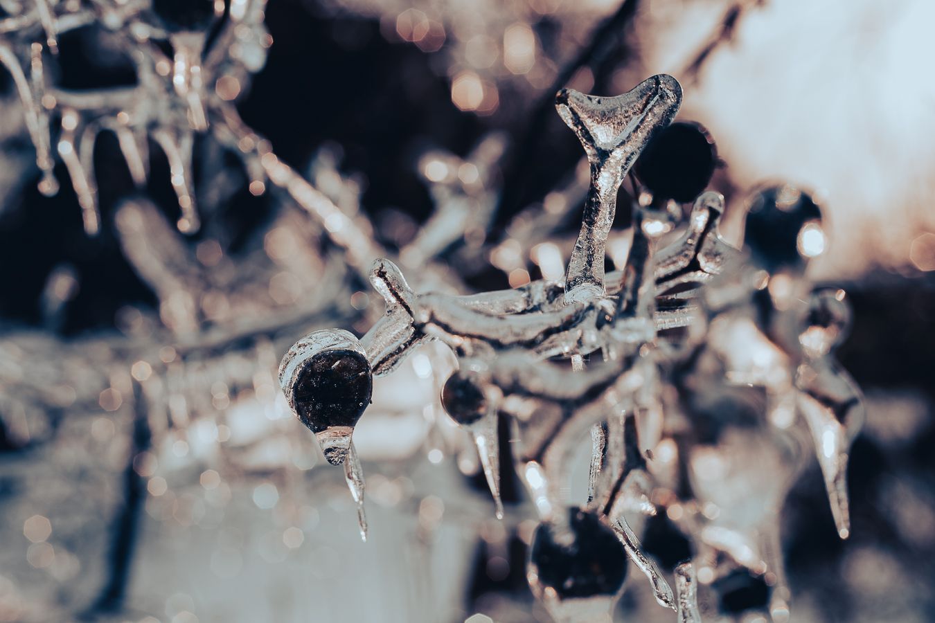 Frozen tree branches coated in thick ice with hanging icicles and dark berries in winter.