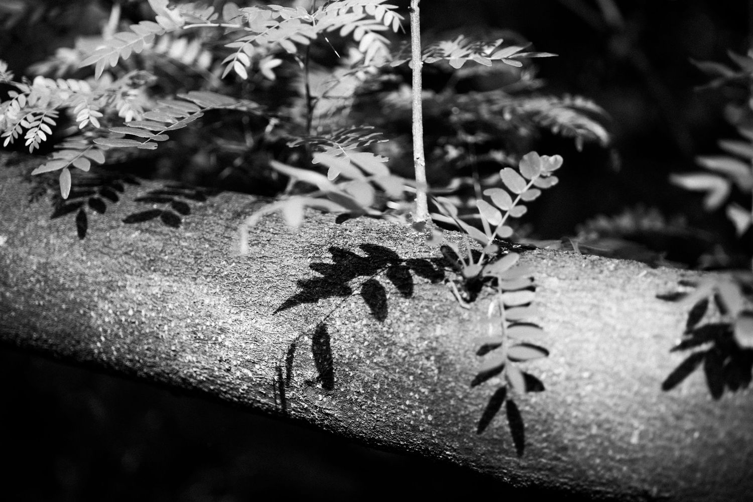 Black and white photo of delicate fern leaves casting shadows on a wet stone surface with a thin stream of water.