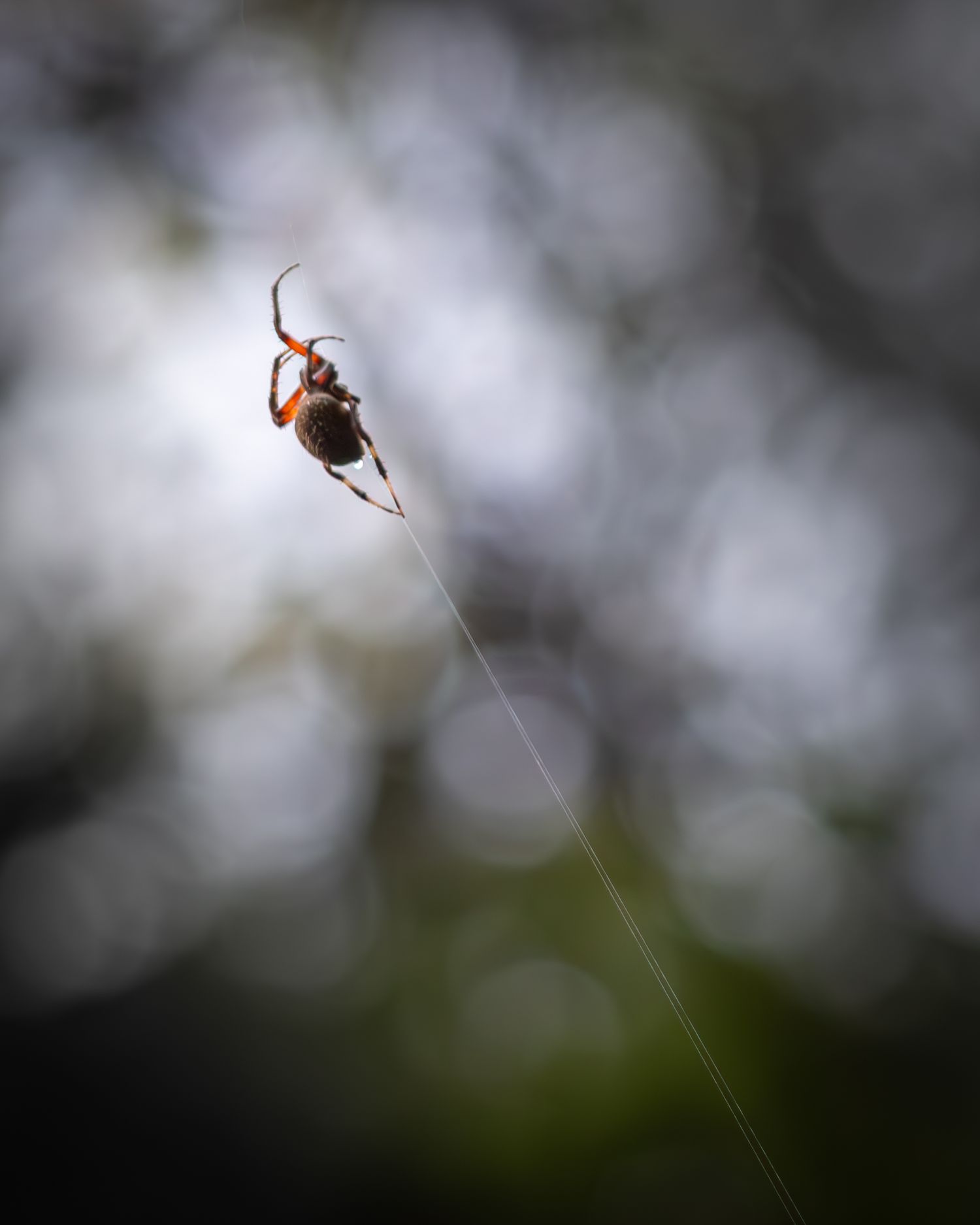 A spider suspended on a silk thread against a blurred bokeh background of trees.