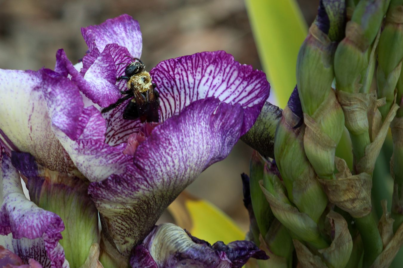 Close-up of a bumblebee pollinating a purple and white iris flower in a garden.