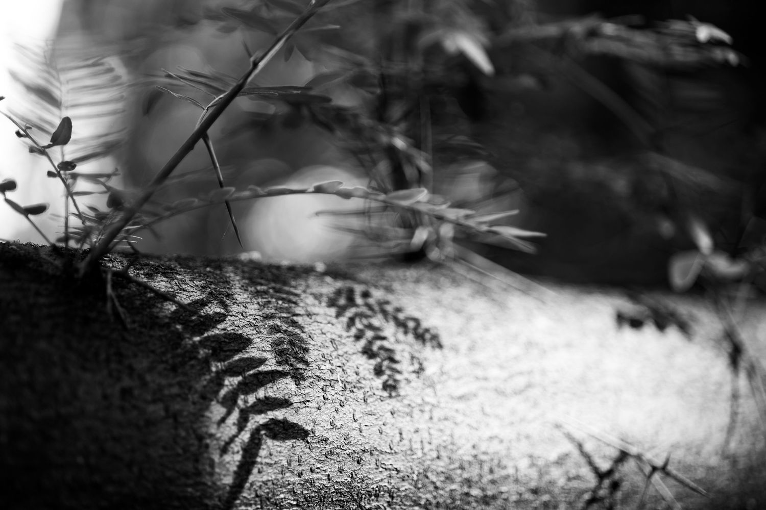 Black and white macro photo of a fern leaf resting on a textured surface with blurred foliage in background.
