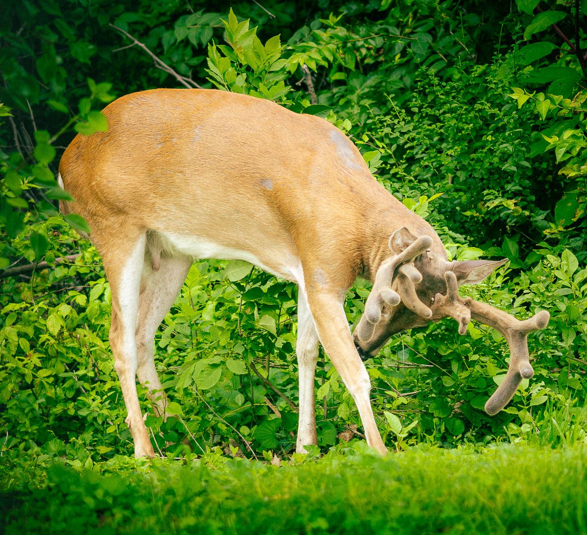 A white-tailed buck with velvet antlers grazes on lush green vegetation in a forest clearing.