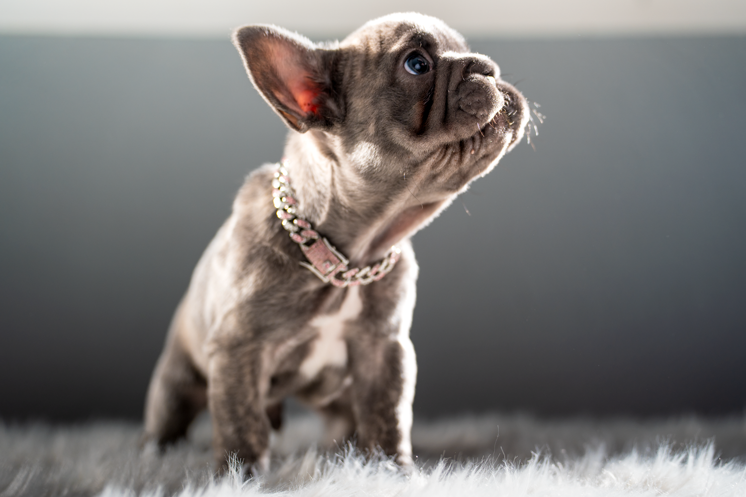 French bulldog studio portrait profile captured by Kin & Lens Creative Media pet photographer in Dallas Fort Worth