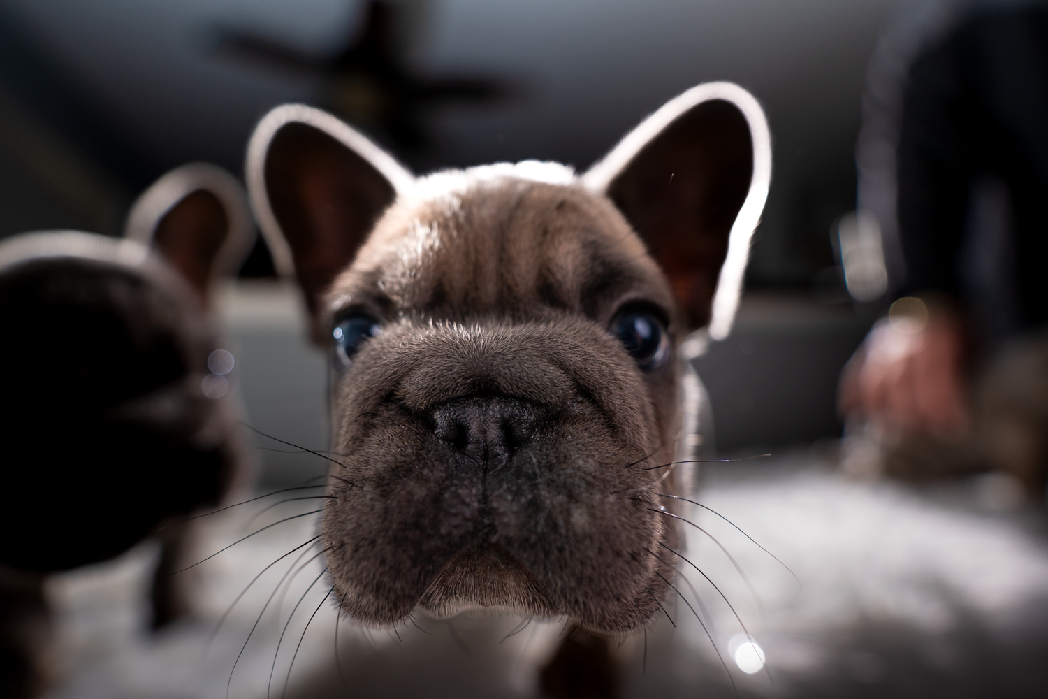 French bulldog portrait photography by Kin & Lens Creative Media, pet photography in Frisco and Dallas Fort Worth