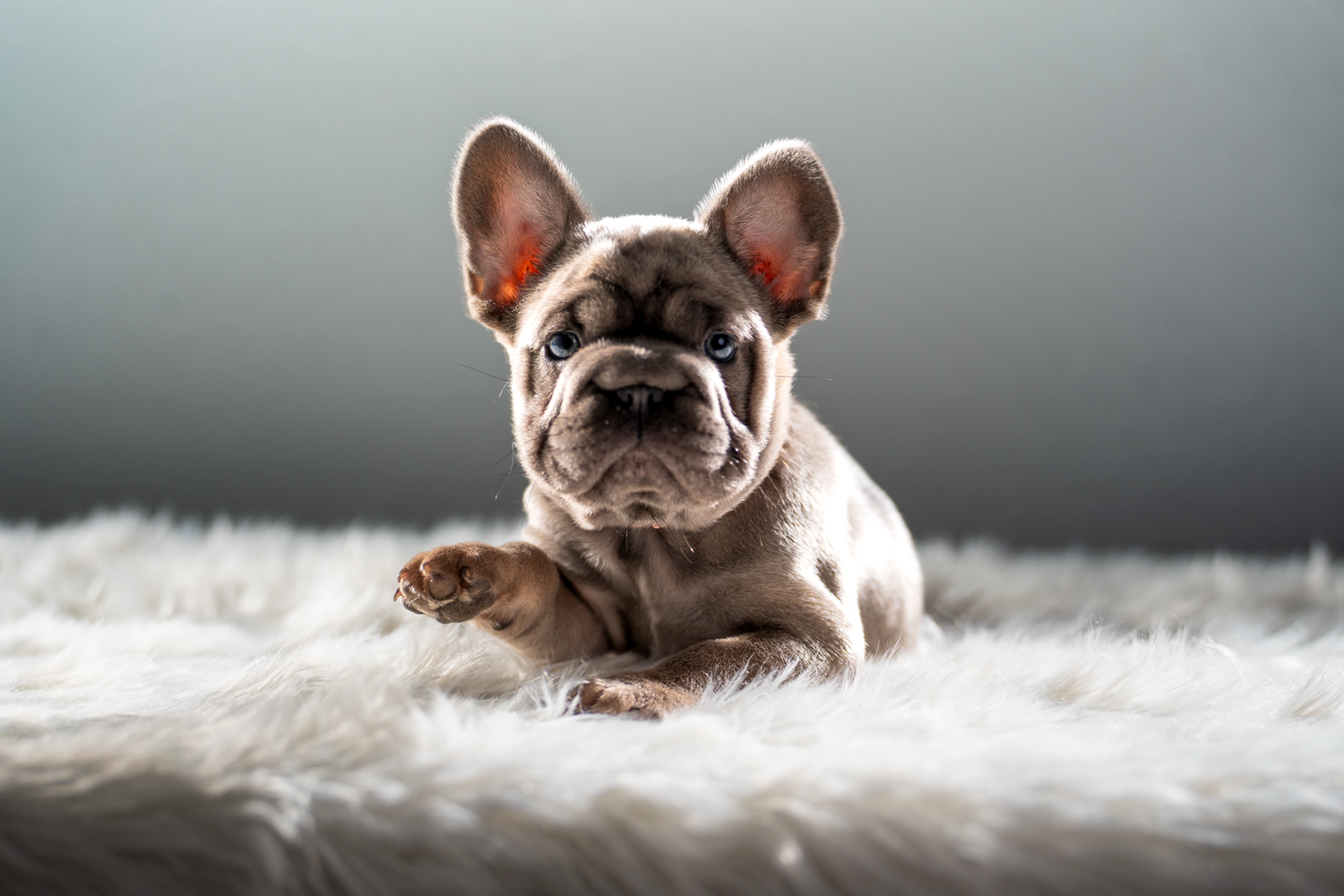 French bulldog studio portrait captured by Kin & Lens Creative Media pet photographer in Dallas Fort Worth