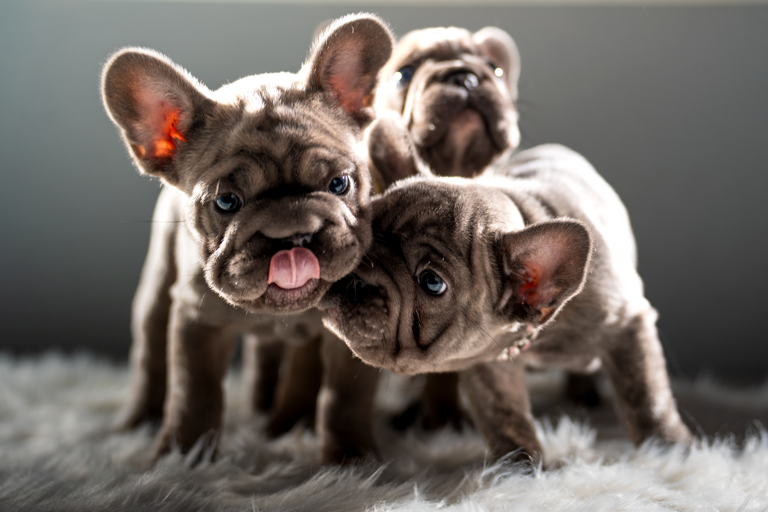 Playful French bulldog puppies lined up in a row against a dark background in Melissa, TX by Kin & Lens Creative Media
