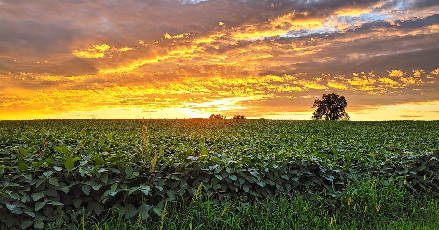 Dramatic golden sunset over agricultural fields with vibrant orange clouds and silhouetted trees on the horizon.